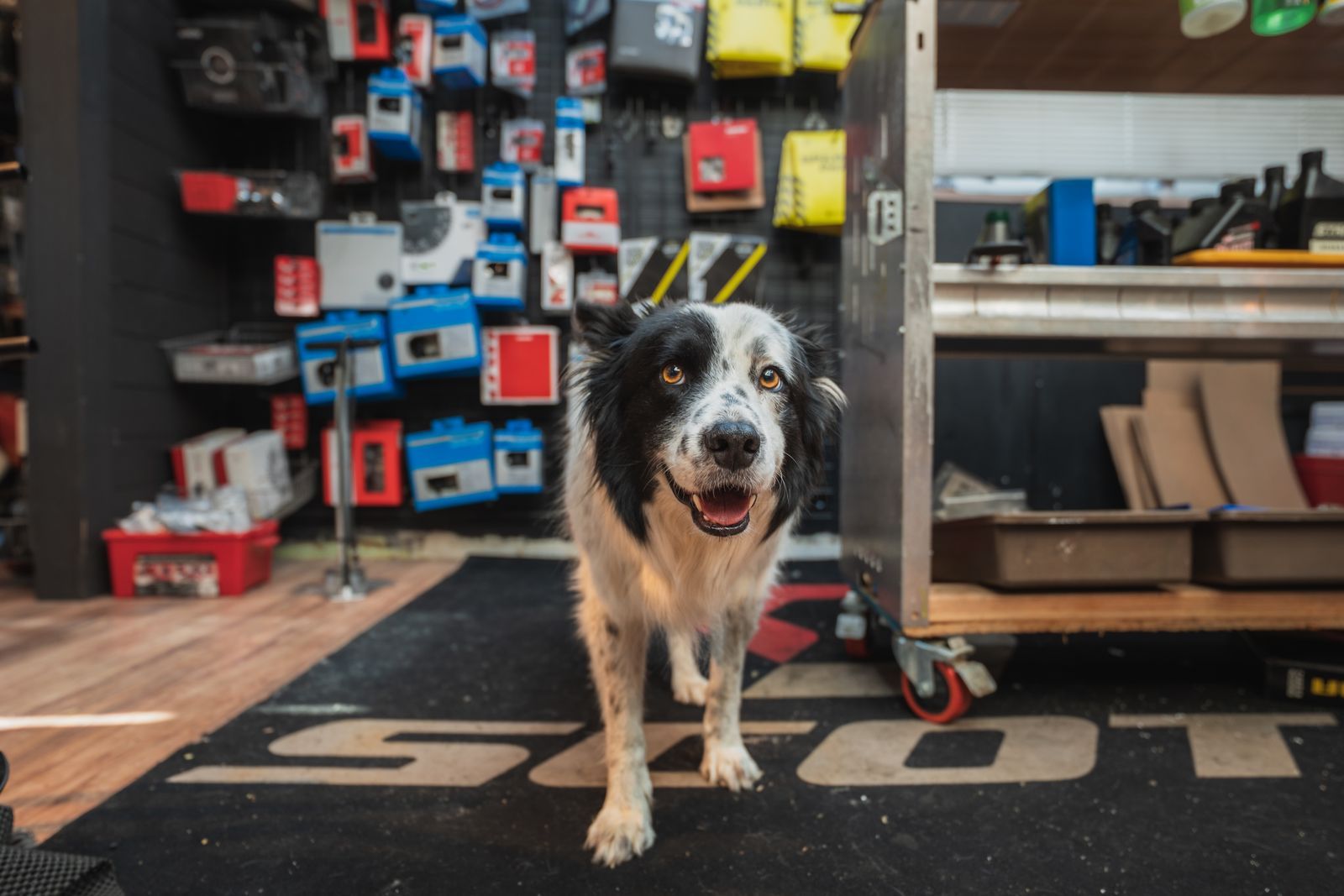 The shop dog greeting customers at the door