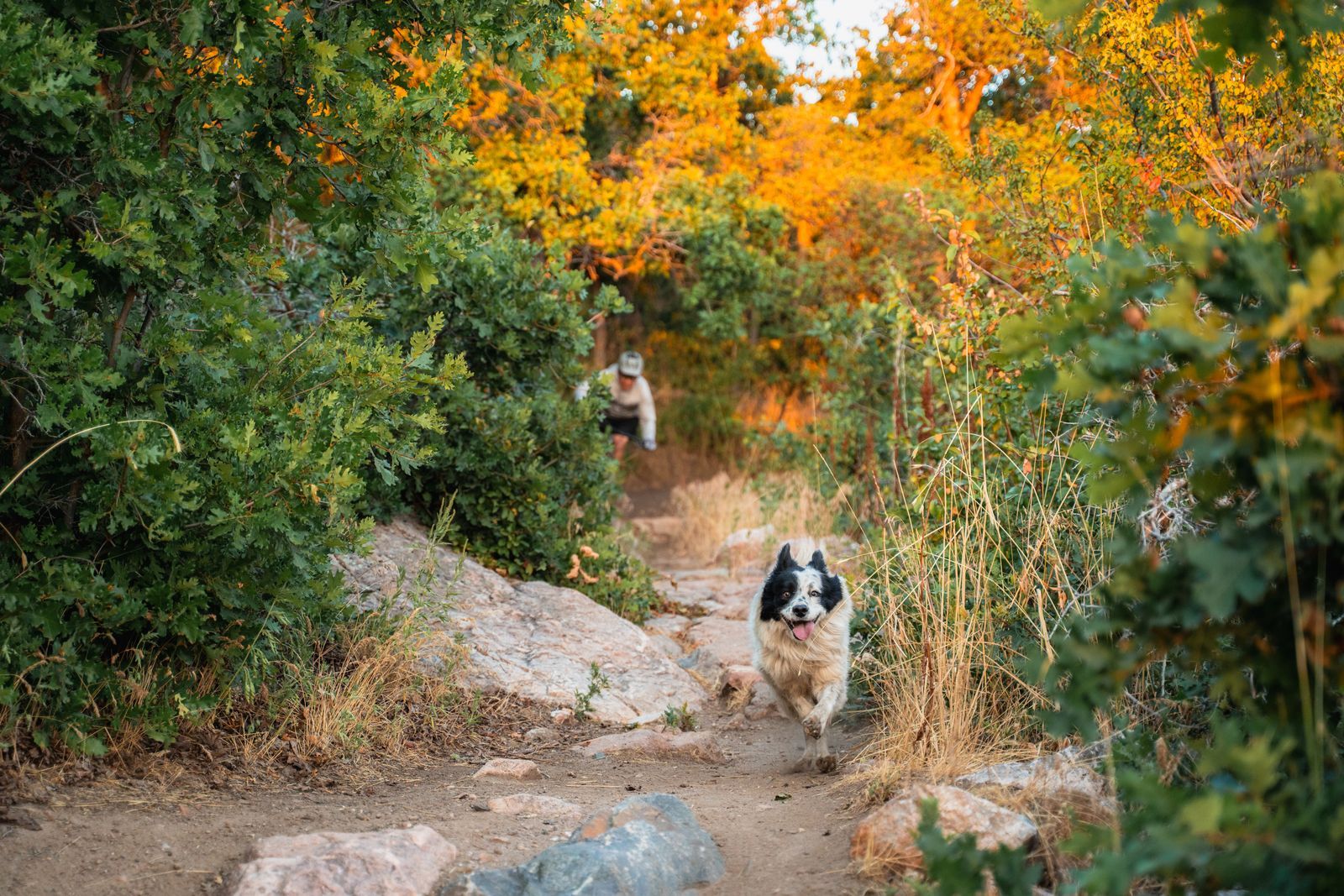 The shop dog leading a rider down the trail